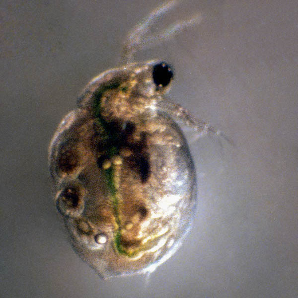 Ceriodaphnia dubia (water flear) photo of Ceriodaphnia dubia
